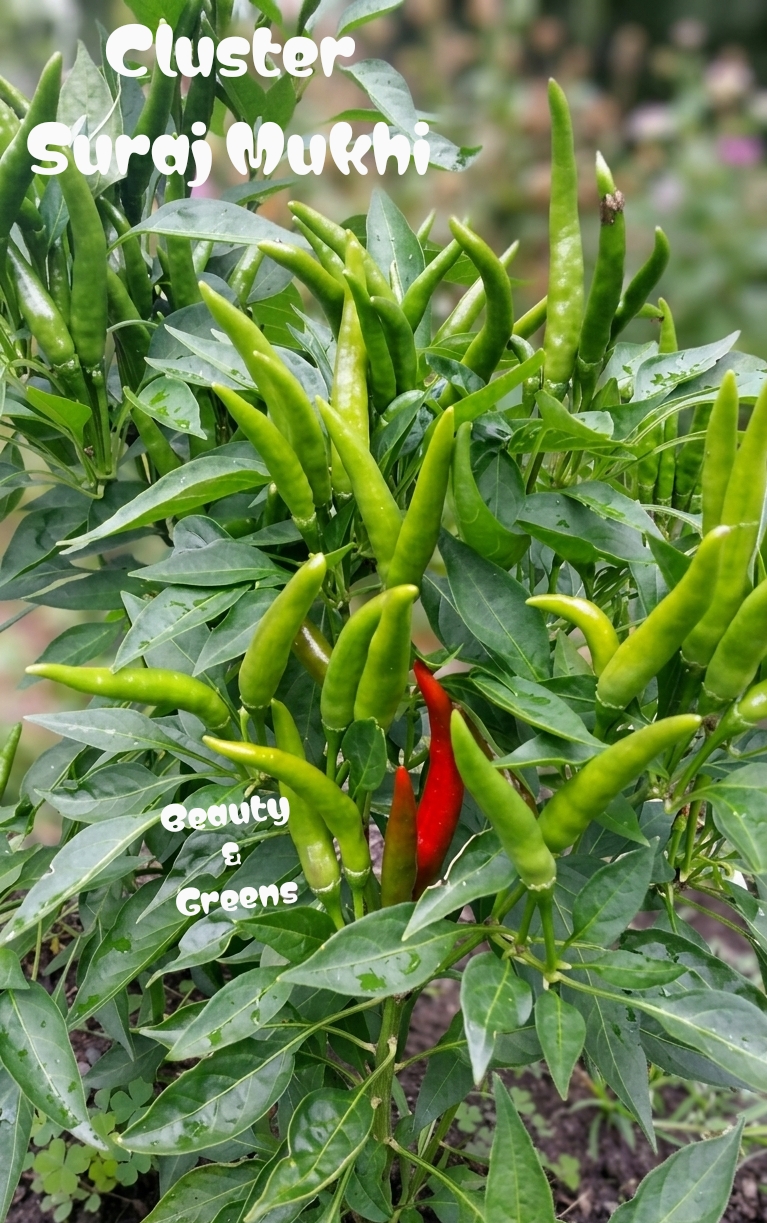 Cluster/Suraj Mukhi Chilli seeds