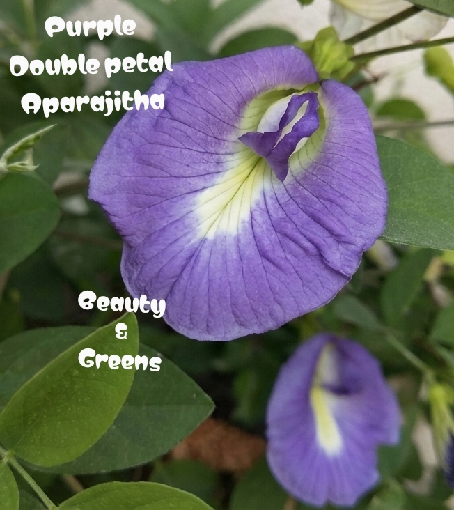 Purple Double Petal Aparajitha Seeds