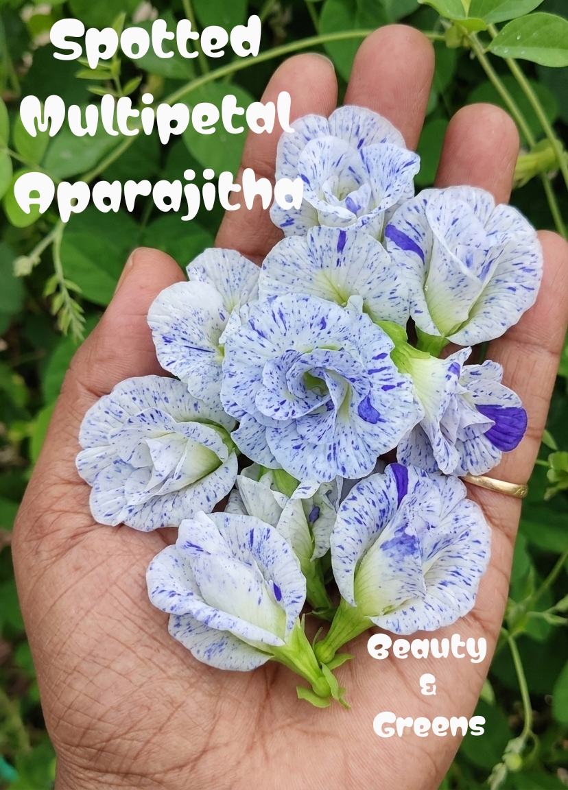Spotted Aparajitha Multipetal Seeds