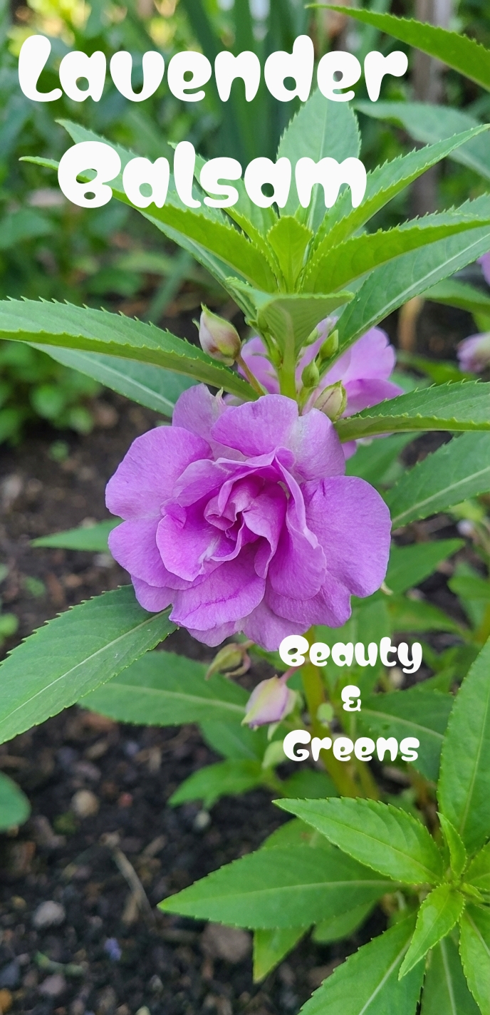 Lavender Balsam Seeds