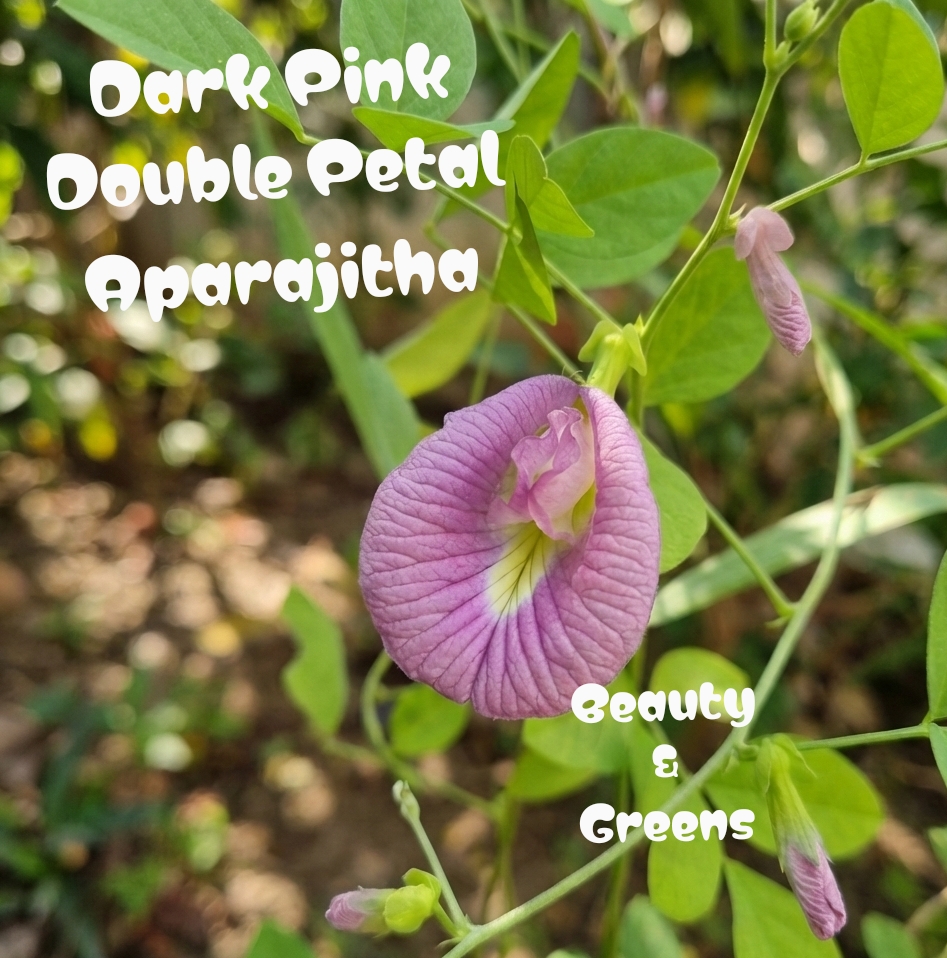 Dark Pink Double Petal Aparajitha Seeds