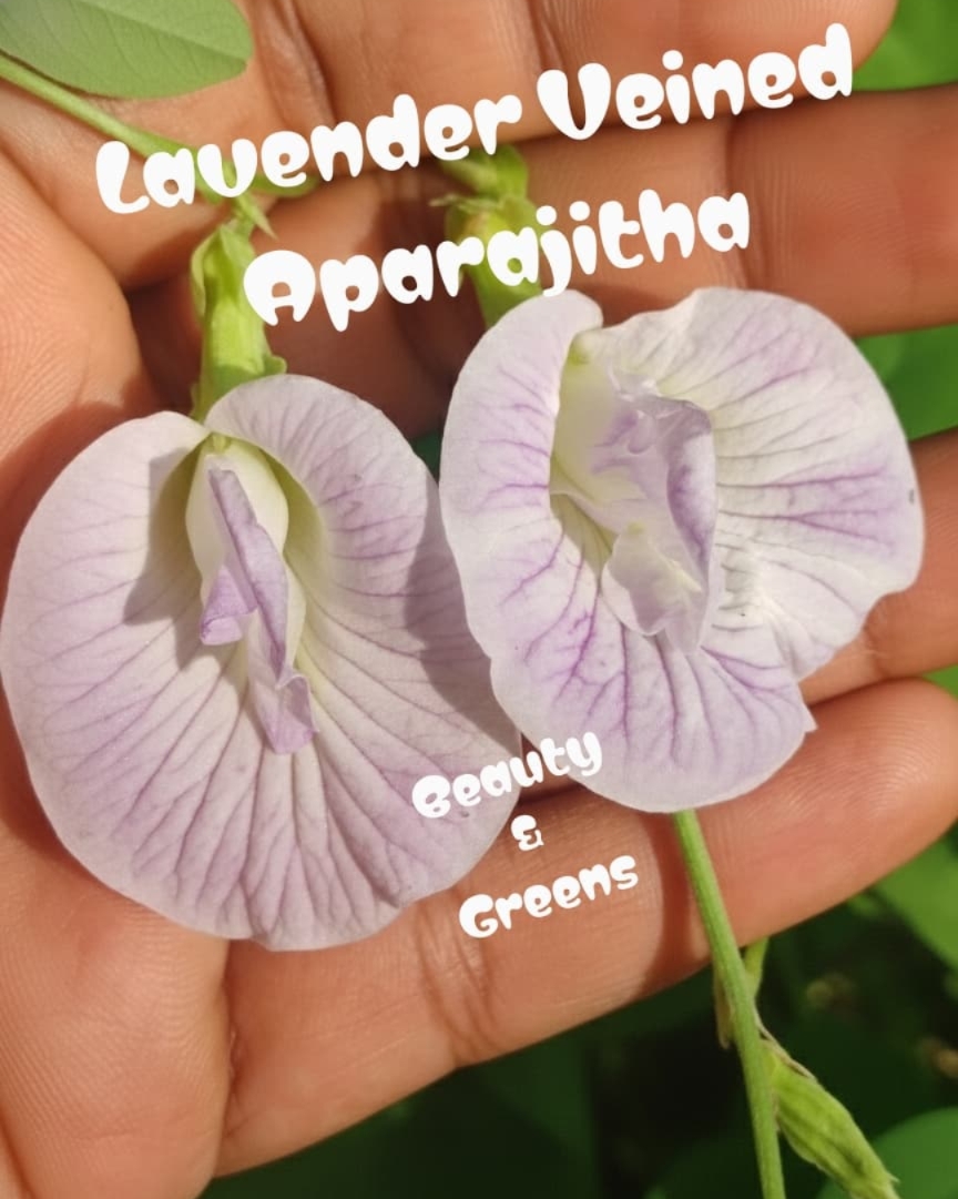 Lavender Vined Double Petal Aparajitha Seeds