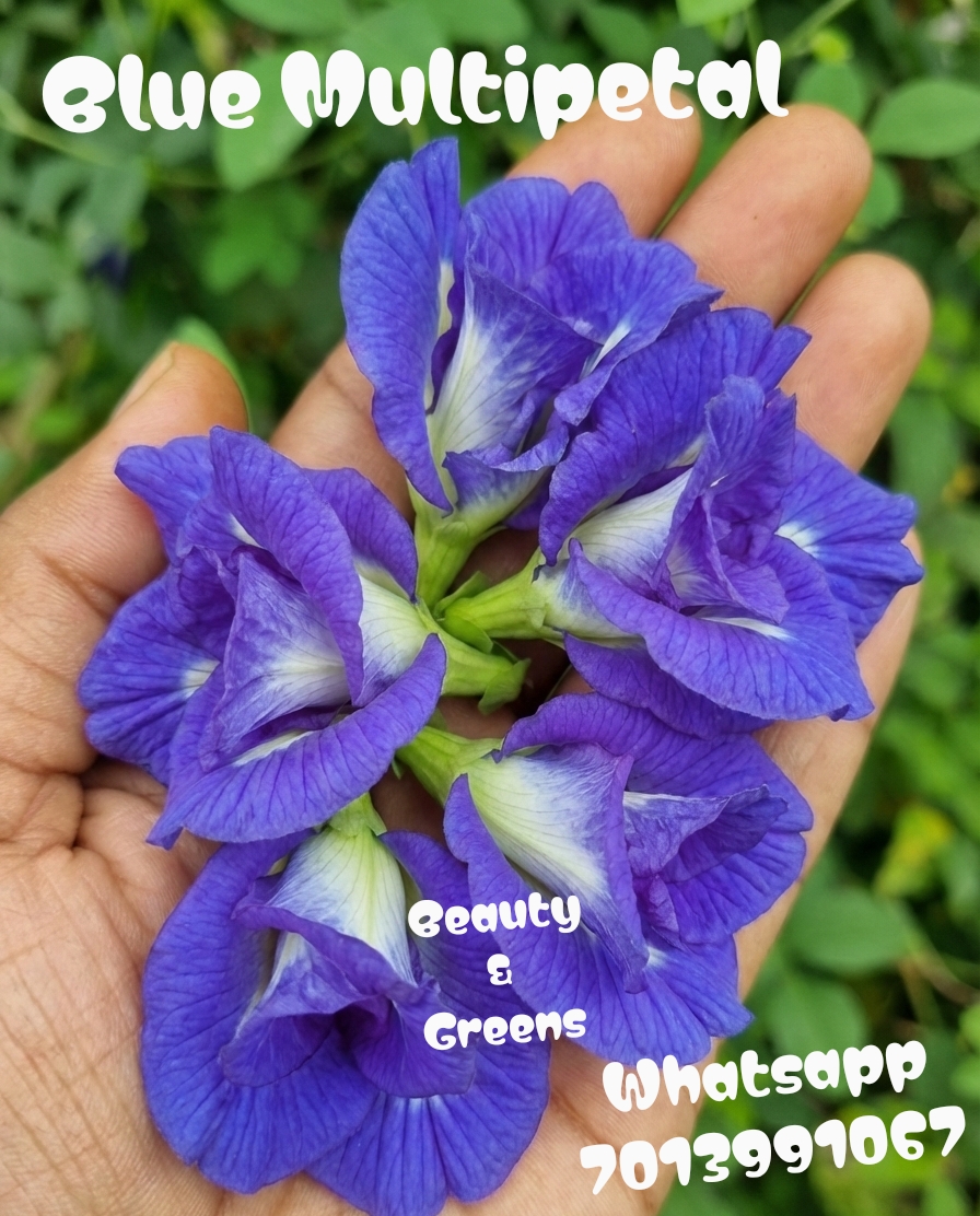 Blue Multipetal Aparajitha Seeds