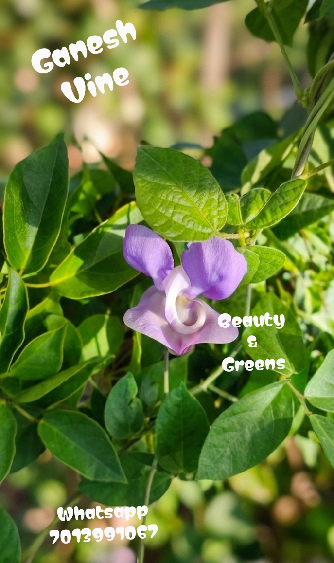 Ganesh Vine Seeds