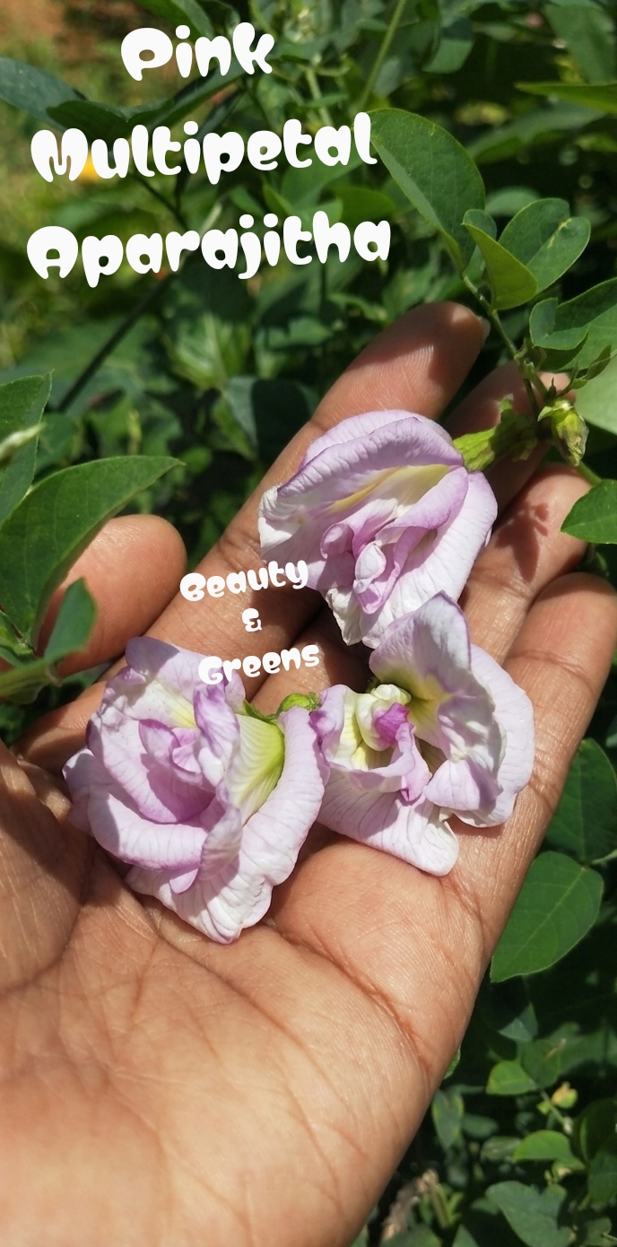 Pink Multipetal Aparajitha Seeds