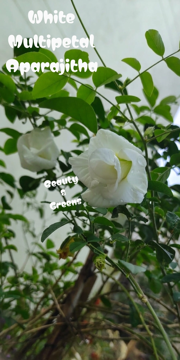 White Multipetal Aparajitha Seeds