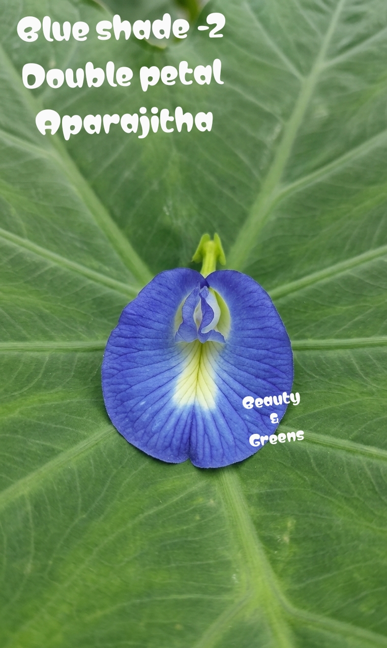 Blue Shade 2 Double Petal Aparajitha Seeds