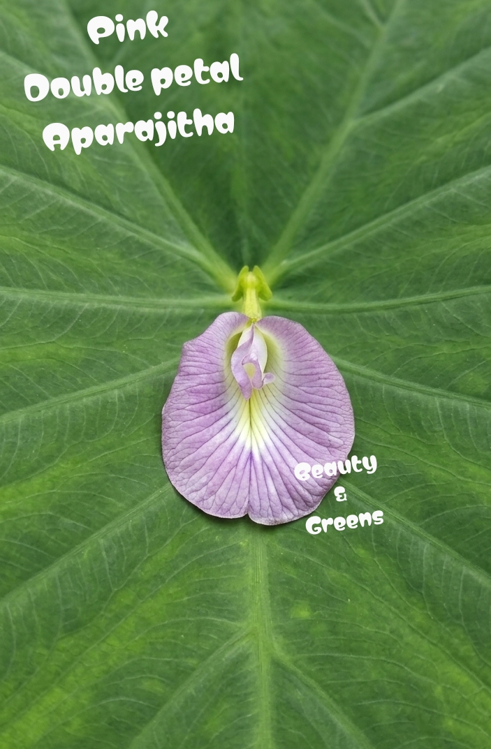 Pink Double Petal Aparajitha Seeds