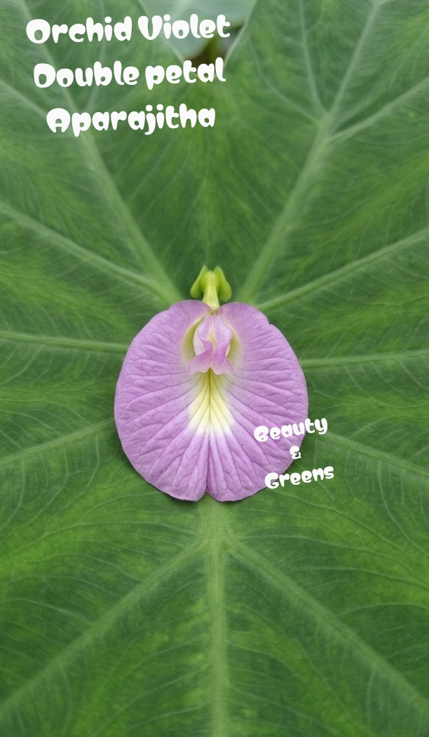 Orchid Violet Double Petal Aparajitha Seeds