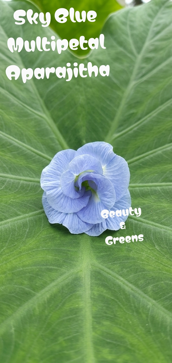 Sky Blue Multipetal Aparajitha Seeds