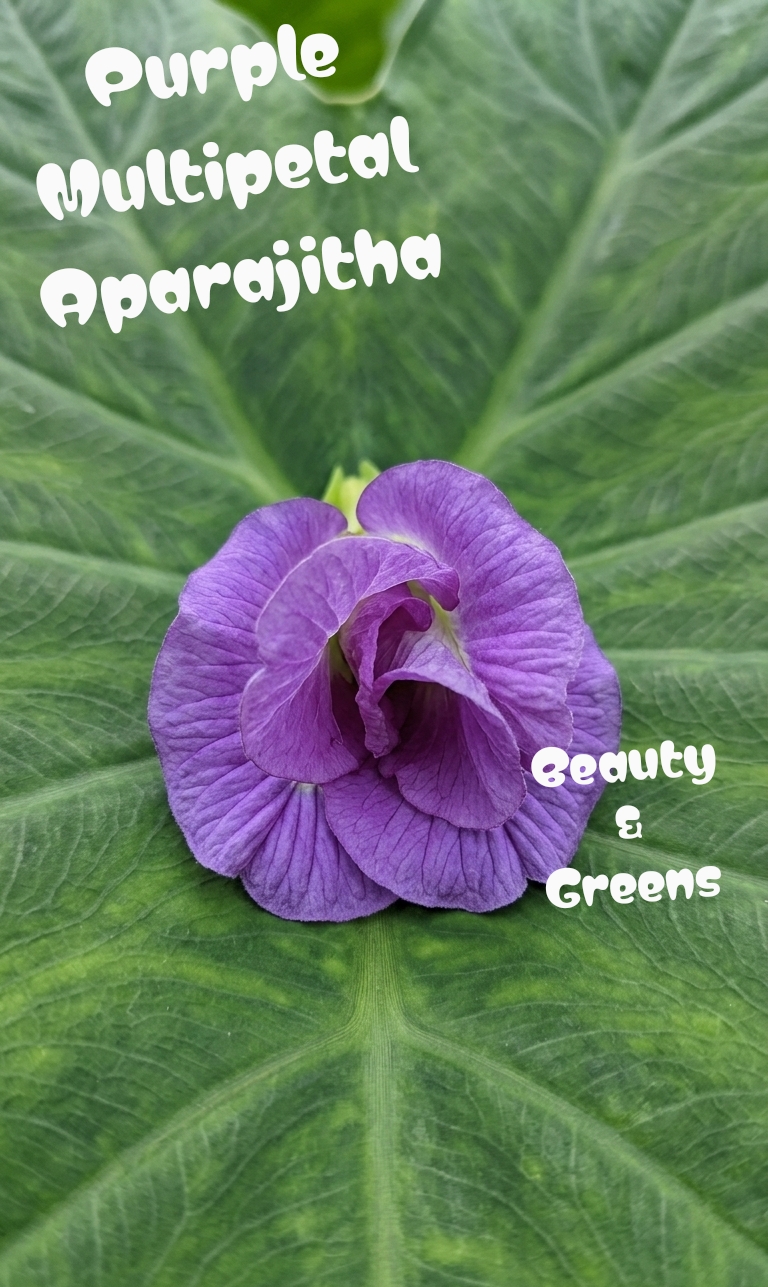 Purple Multipetal Aparajitha Seeds