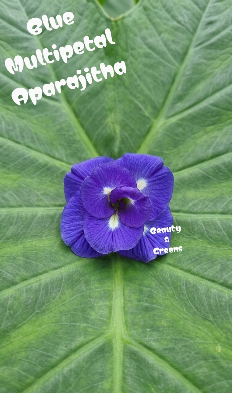 Blue Multipetal Aparajitha Seeds