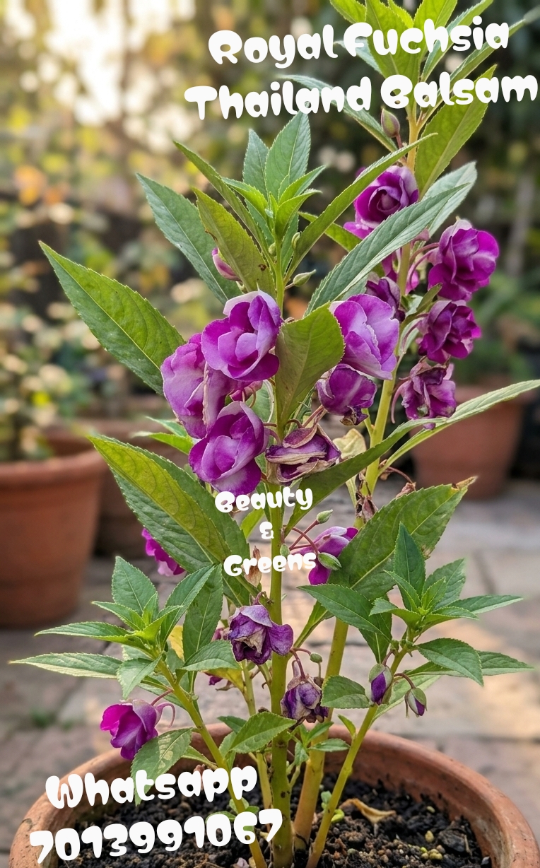 Royal Fuchsia Thailand Balsam Seeds
