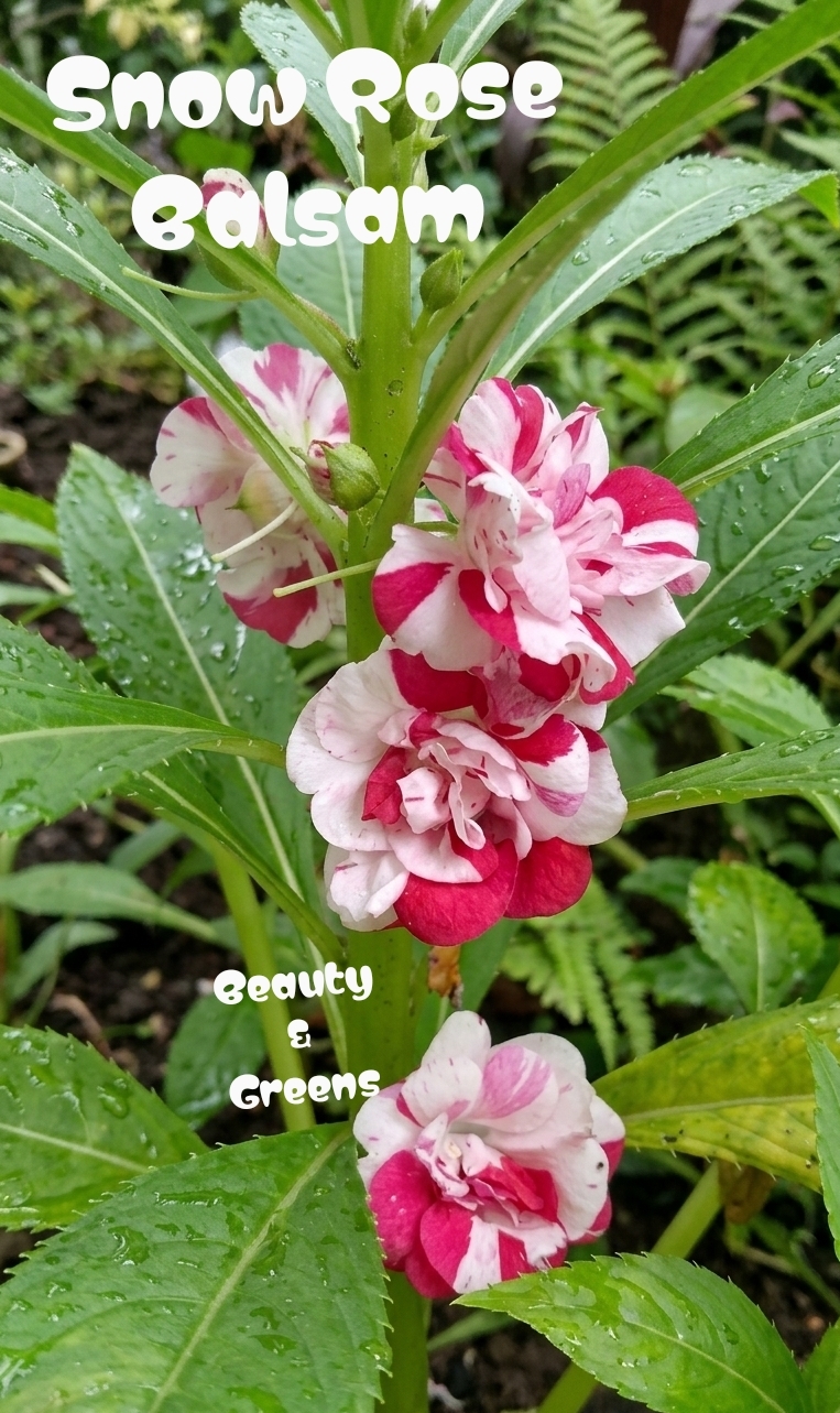 Snow Rose Balsam Seeds