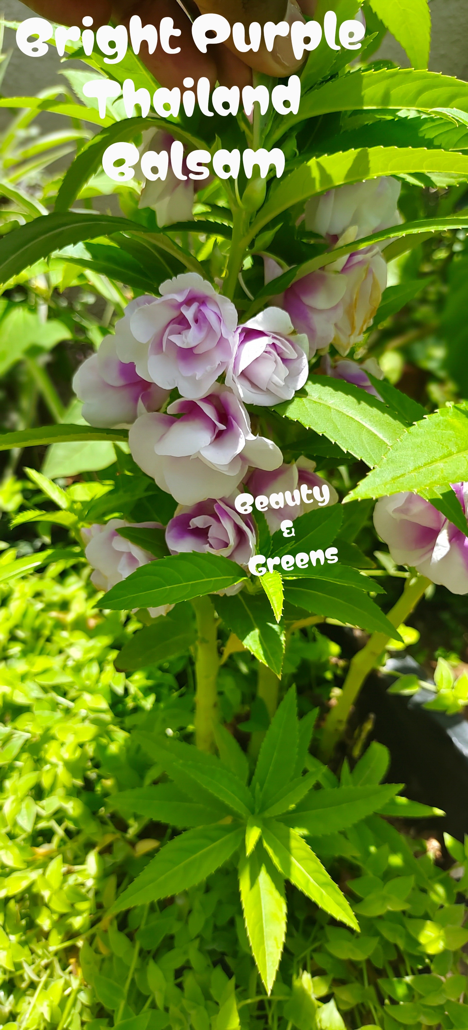 Bright Purple Thailand Balsam Seeds