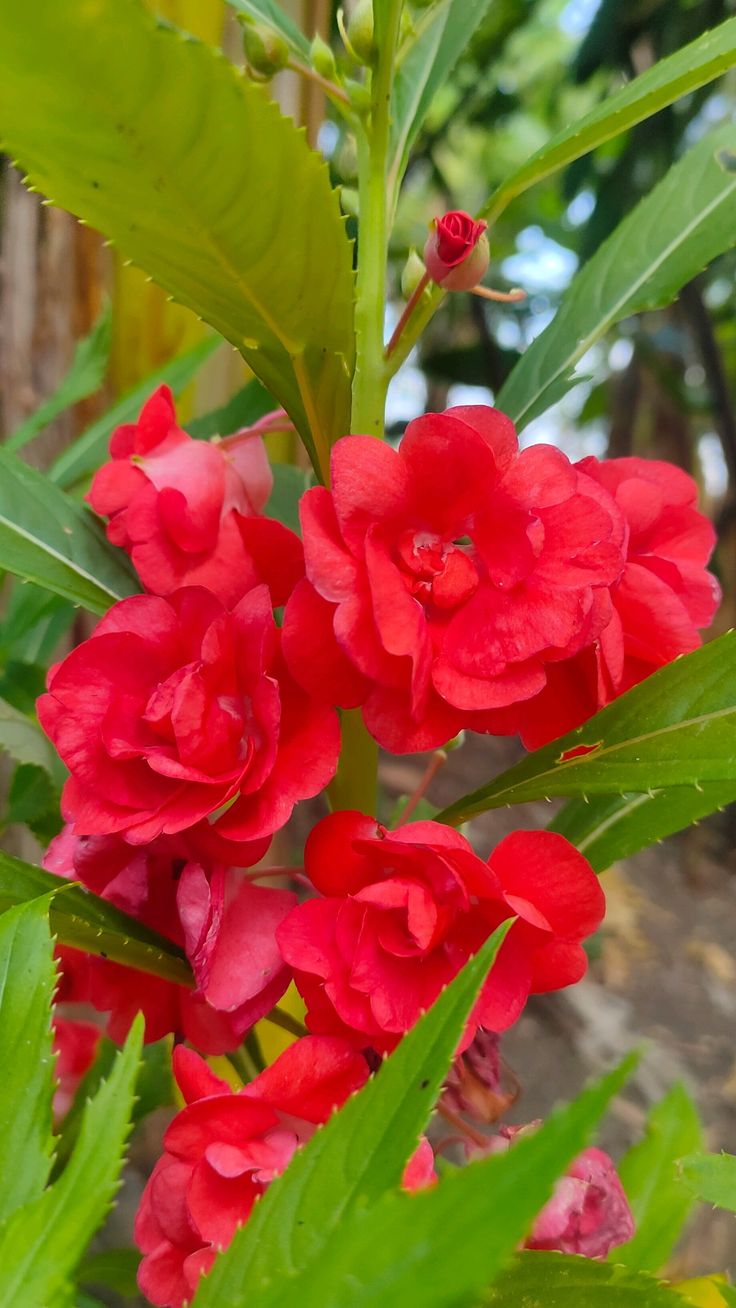 Reddish Pink Balsam Seeds