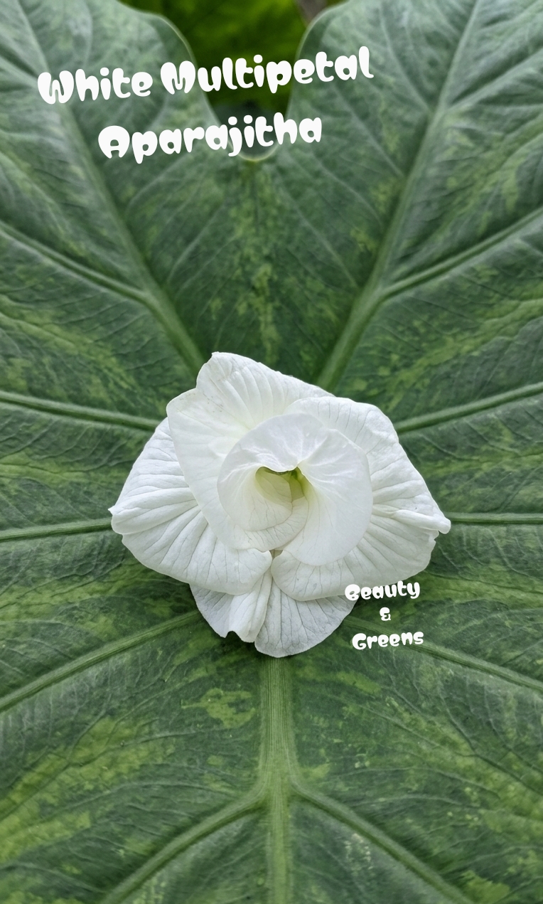 White Multipetal Aparajitha Seeds