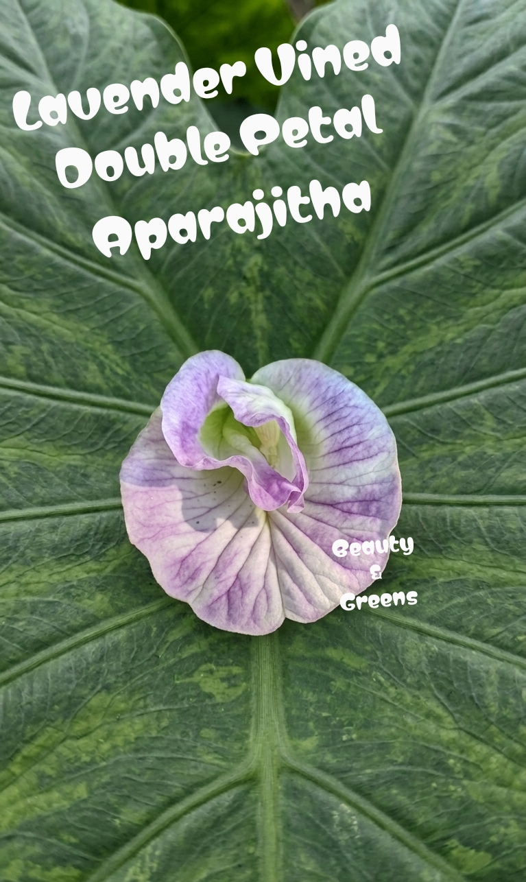 Lavender Vined Double Petal Aparajitha Seeds