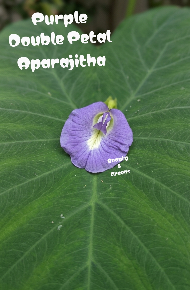 Purple Double Petal Aparajitha Seeds