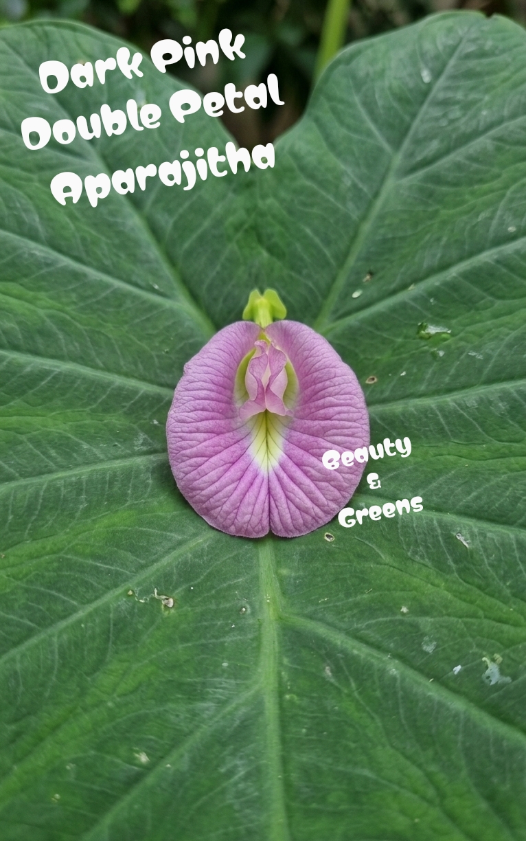 Dark Pink Double Petal Aparajitha Seeds