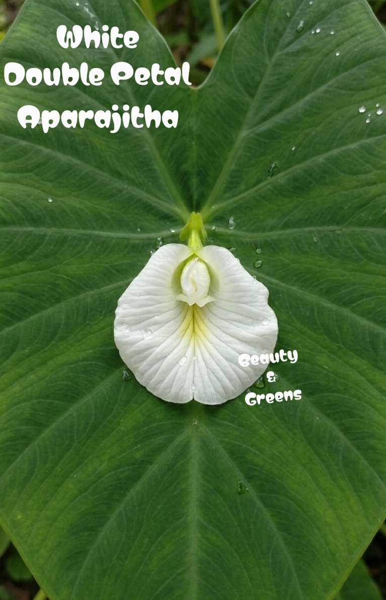 White Double Petal Aparajitha Seeds