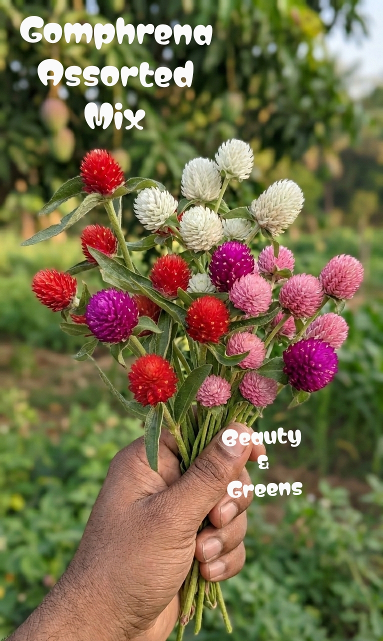 Gomphrena Assorted Mix Seexs