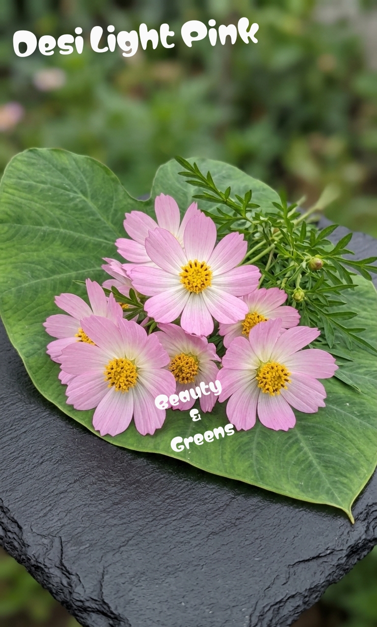 Desi Light Pink Cosmos Seeds