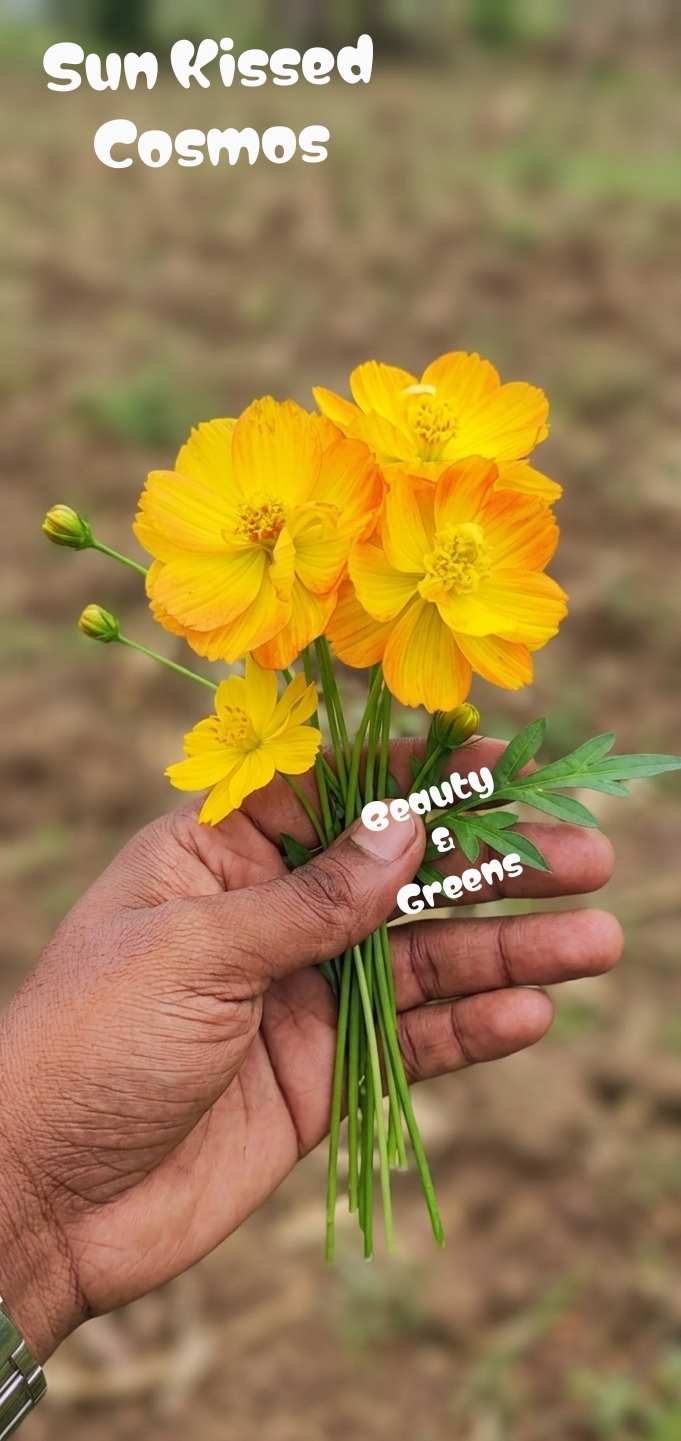 Sun Kissed Cosmos Seeds