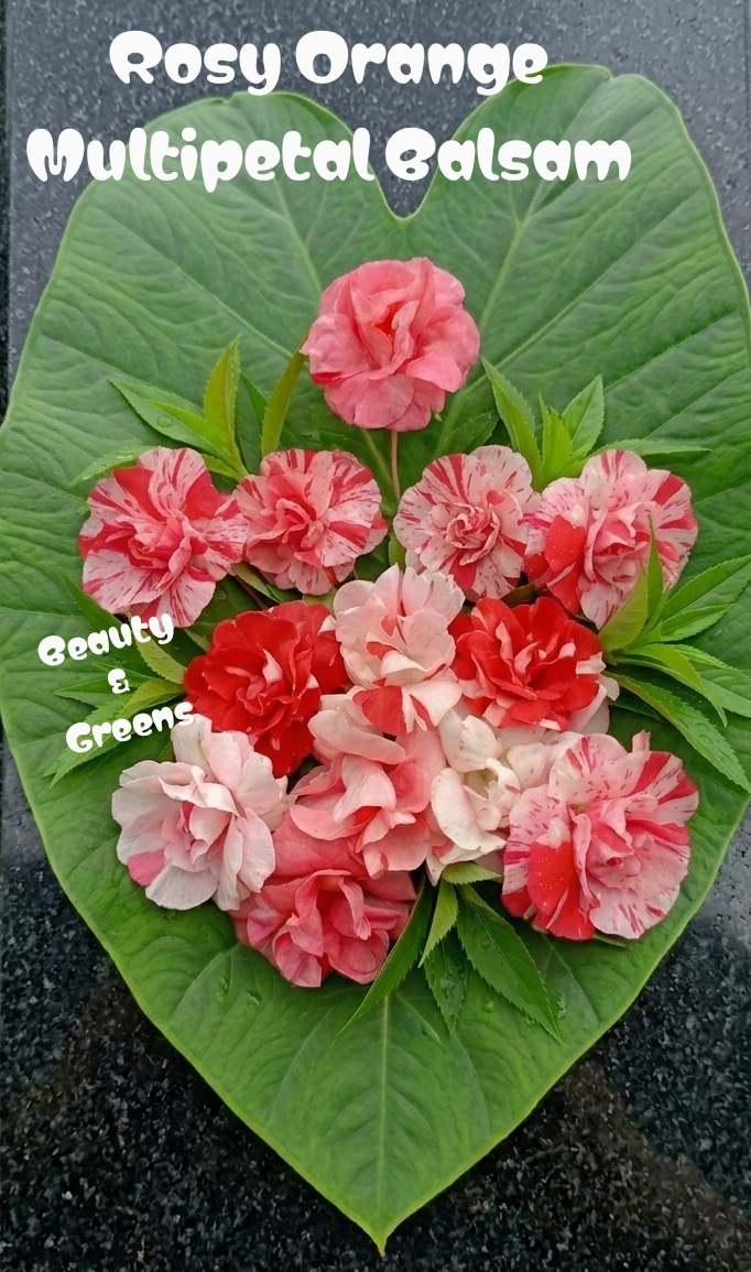 Rosy Orange Balsam seeds