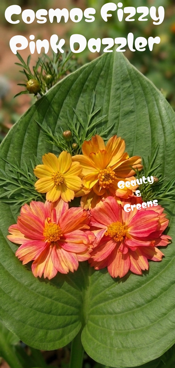 Cosmos Fizzy Pink Dazzler Seeds