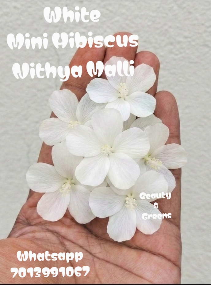 White Mini Hibiscus Seeds