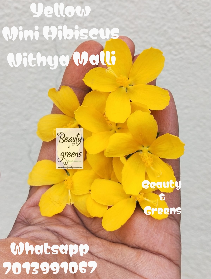Yellow Mini Hibiscus Seeds