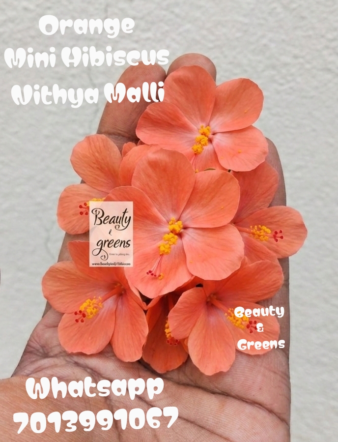 Orange Mini Hibiscus Seeds