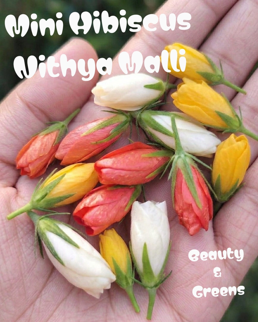 Yellow Mini Hibiscus Seeds