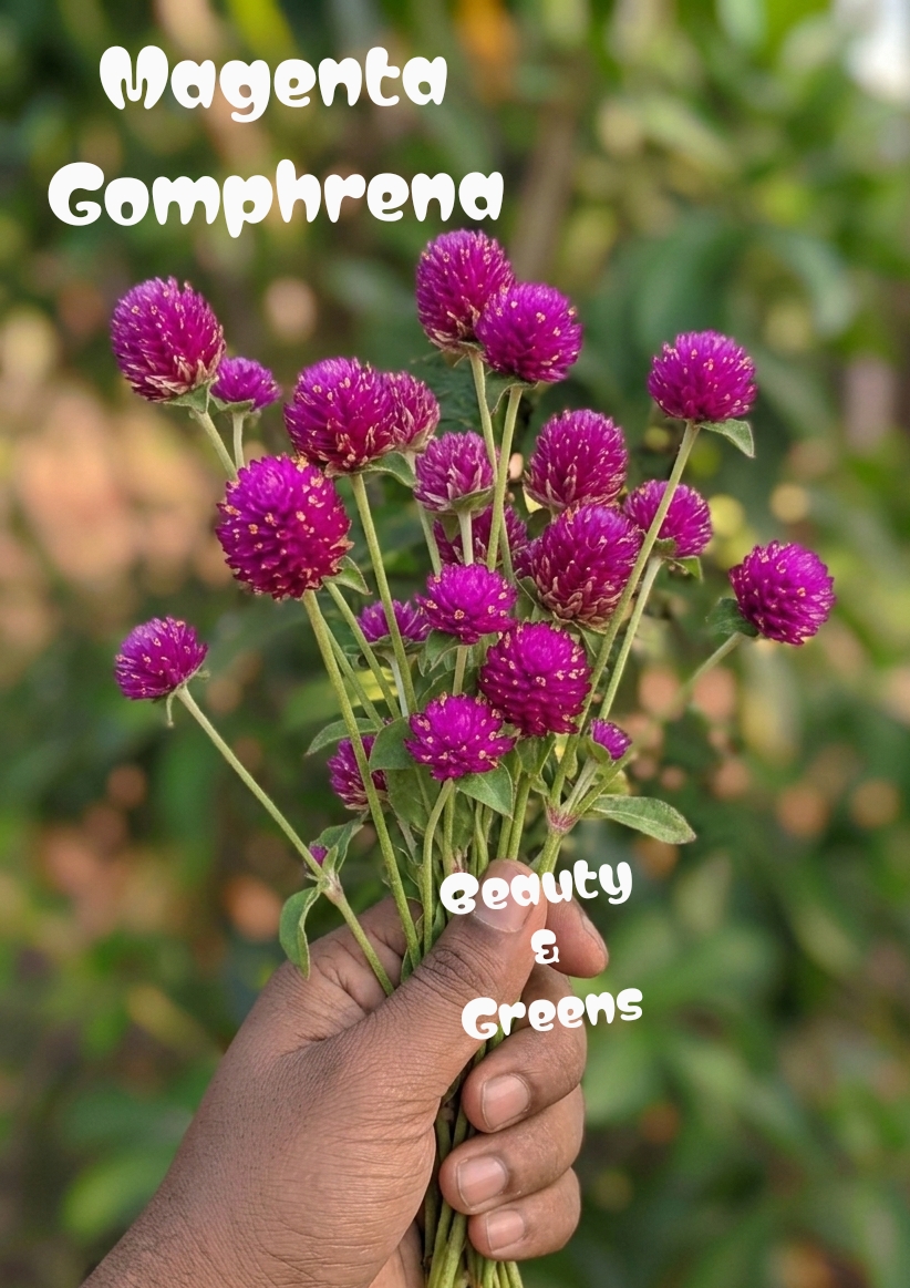 Magenta Gomphrena Seeds