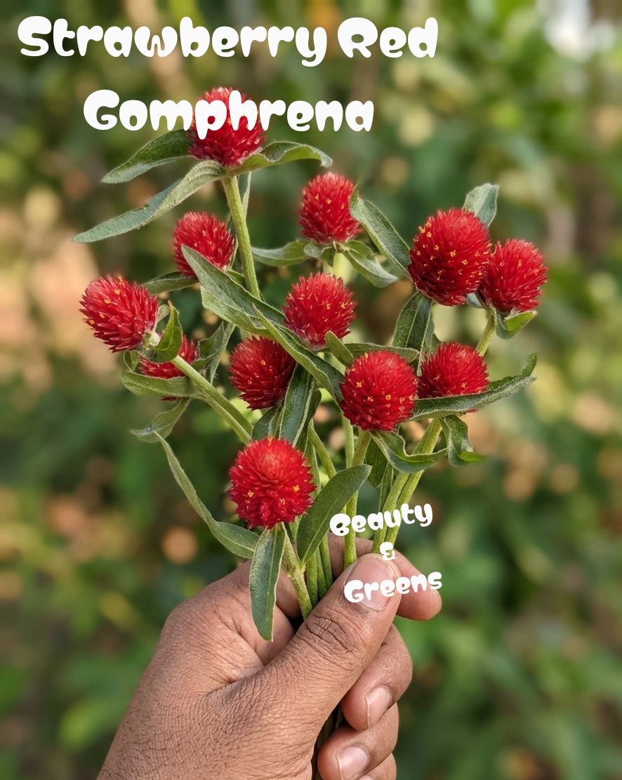 Straberry Red Gomphrena Seeds