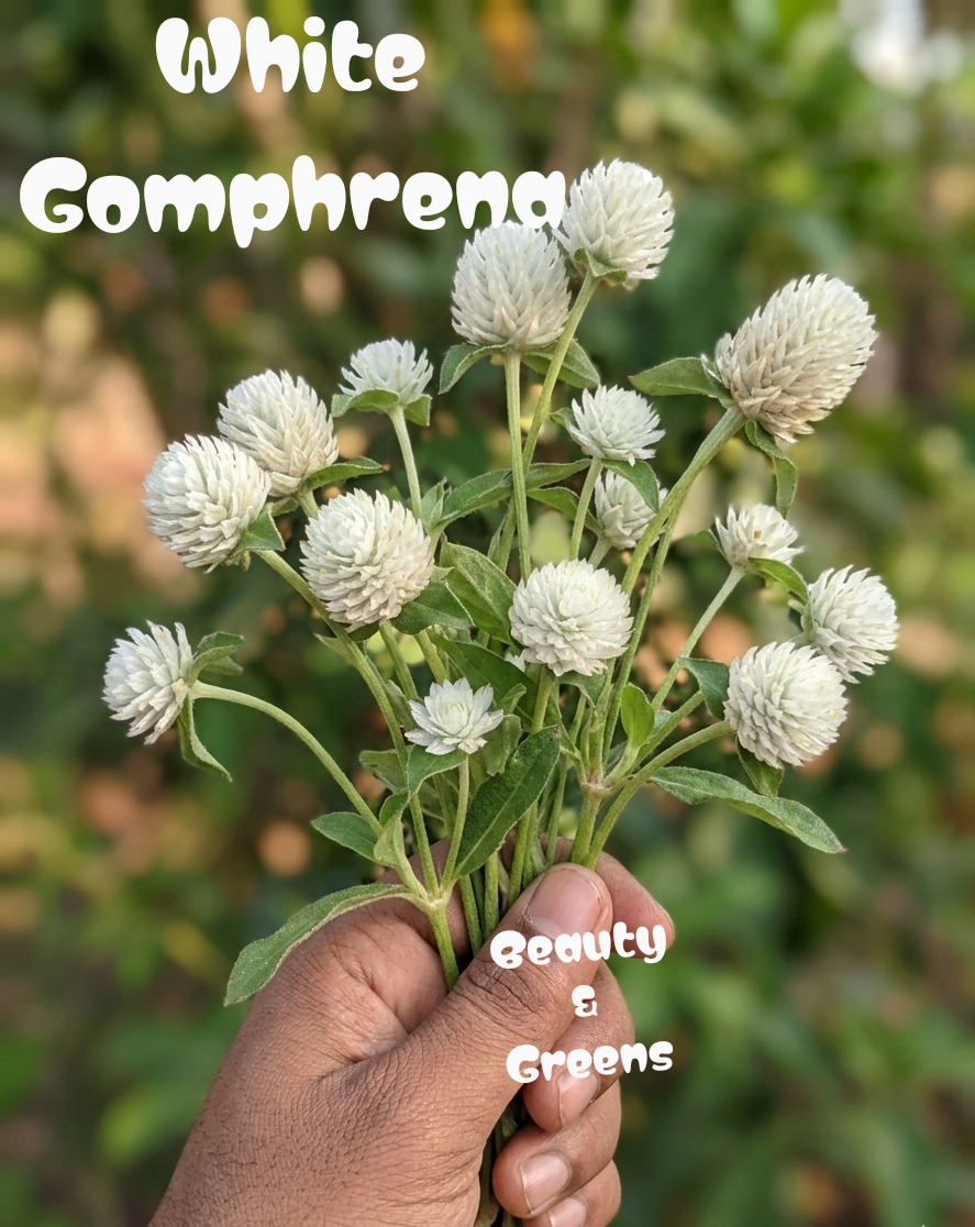 White Gomphrena Seeds