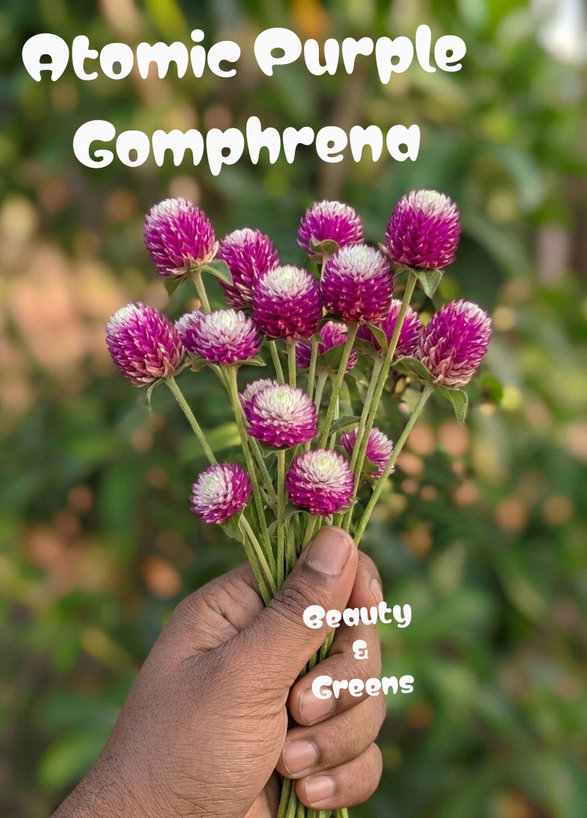 Atomic Purple Gomphrena Seeds
