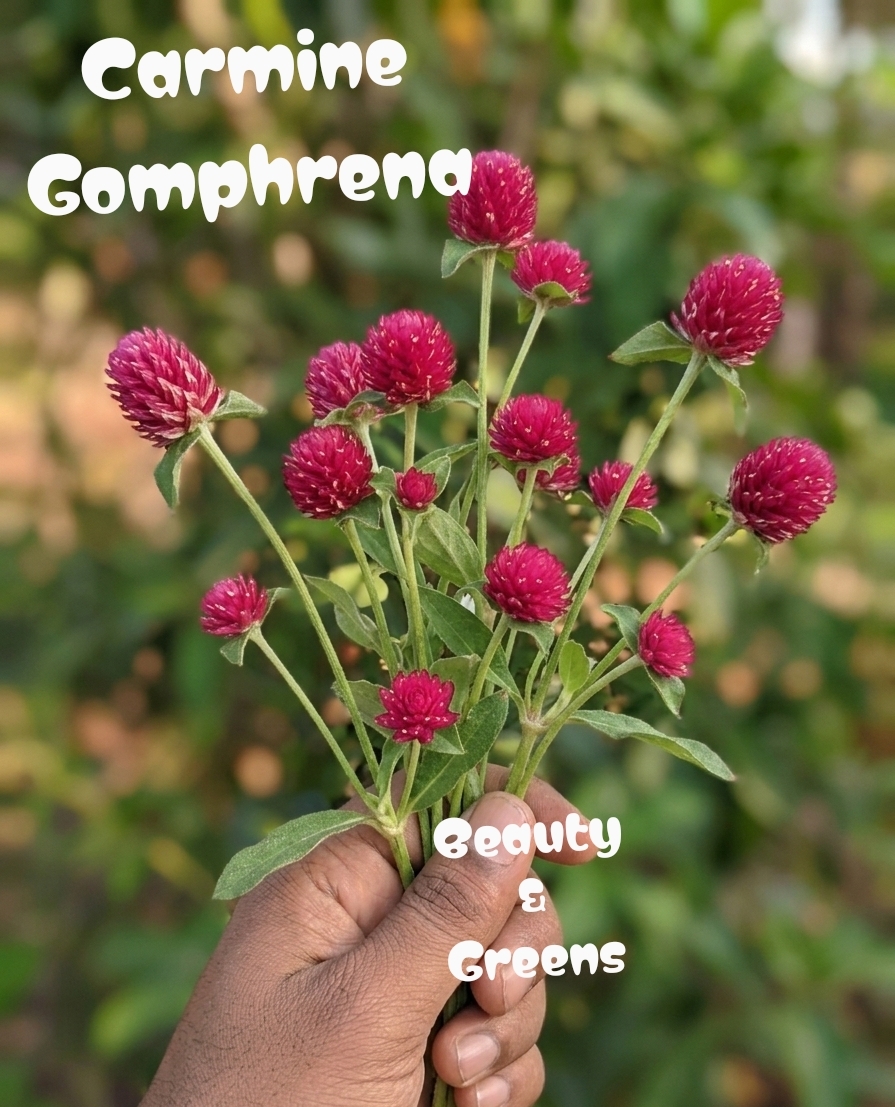 Carmine Gomphrena Seeds