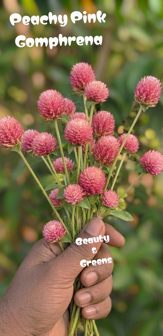 Peachy Pink Gomphrena