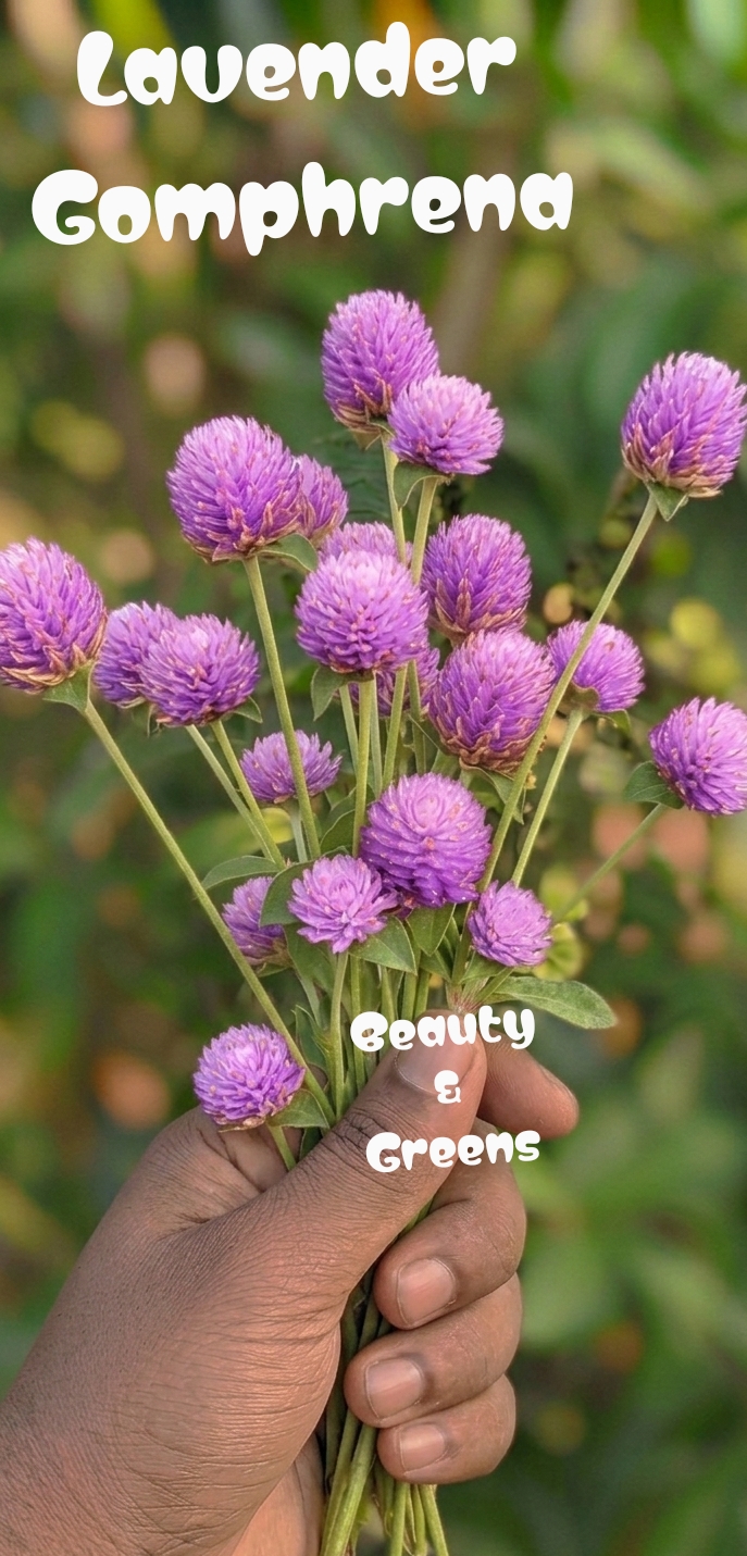 Lavender Gomphrena Seeds
