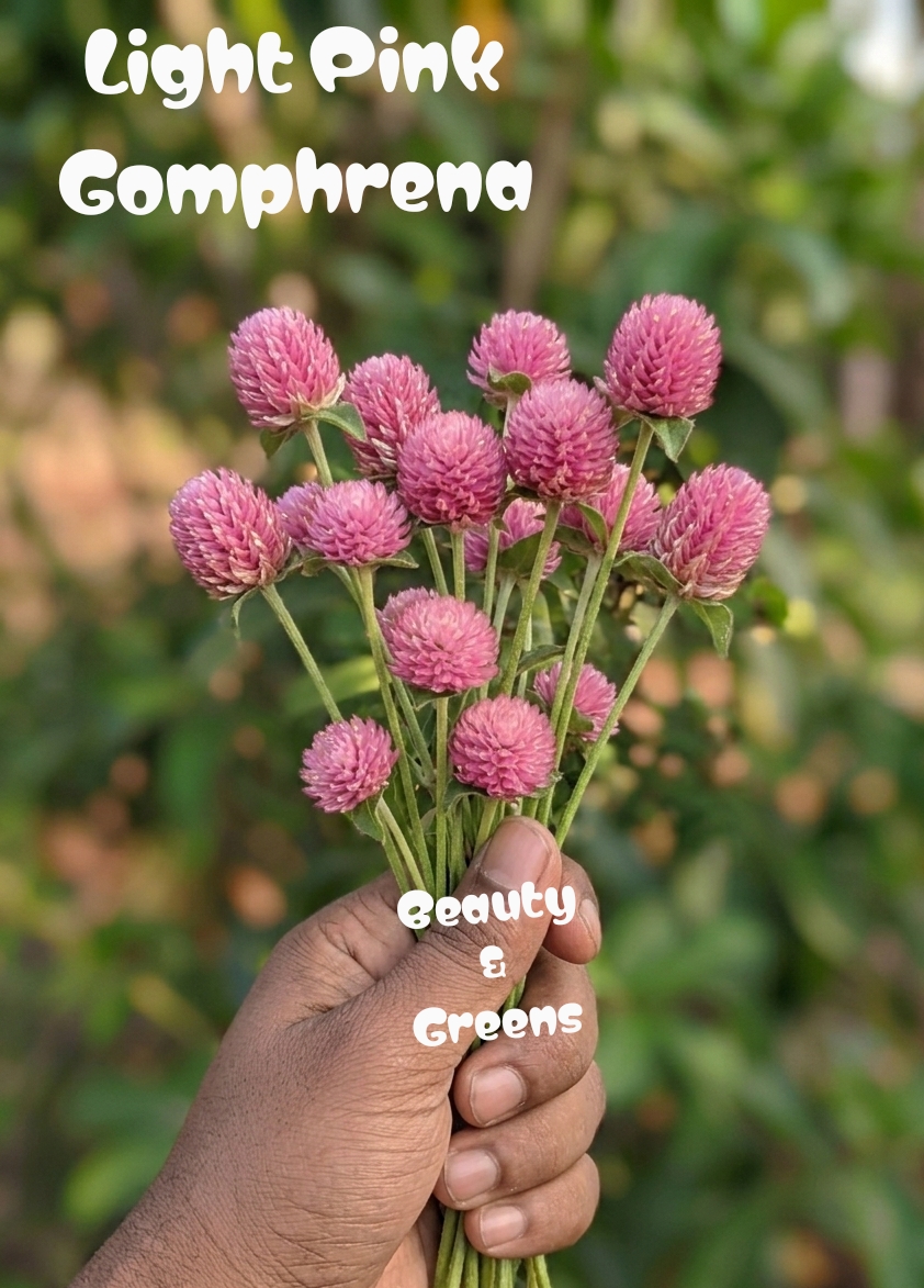 Light Pink Gomphrena Seeds