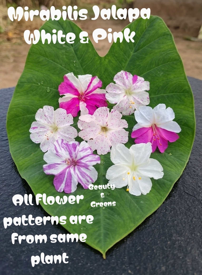 White Four o'c flower Seeds