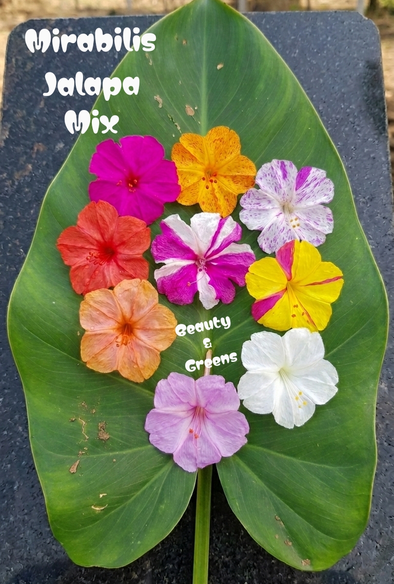 Mirabilis Jalapa Assorted Mix Seeds