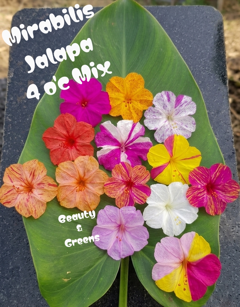 Mirabilis Jalapa Assorted Mix Seeds