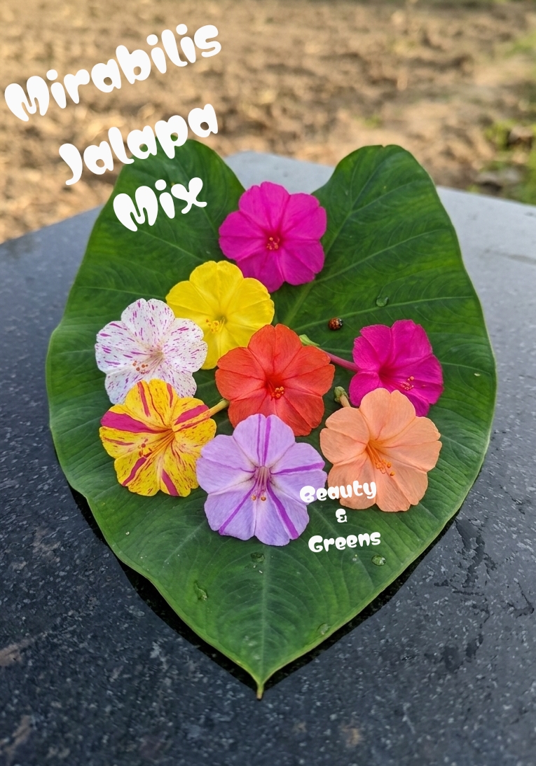 Mirabilis Jalapa Assorted Mix Seeds