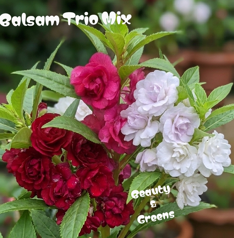 Balsam Trio Mix Seeds