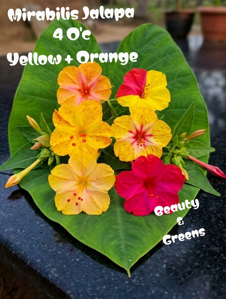 Yellow Four o'c flower seeds