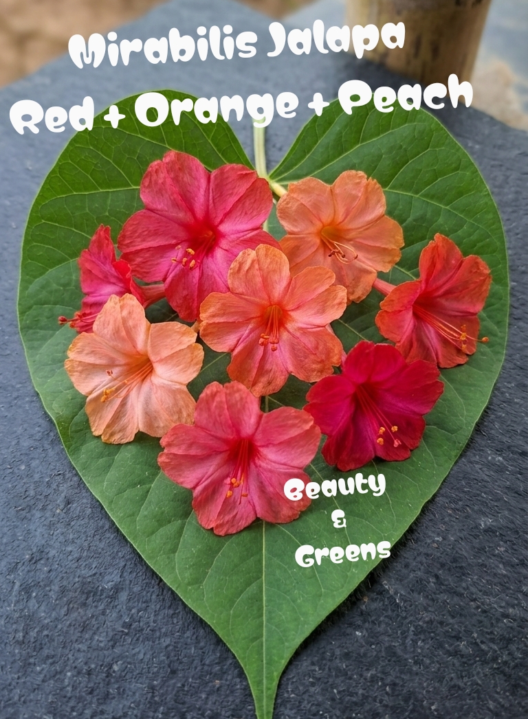 Orange Four o'c Flower Seeds
