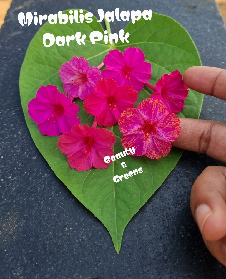 Dark Pink Four o'c Flower Seeds